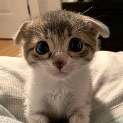 Close-up of a tiny Trilly kitten with large dark eyes